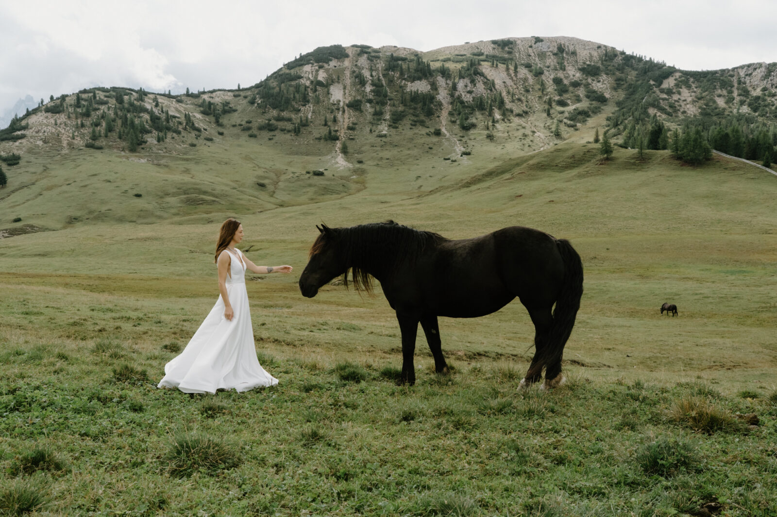 A bride stands in a grass field surrounded by mountains and reaches towards a black horse during her Lago di Braies elopement. 