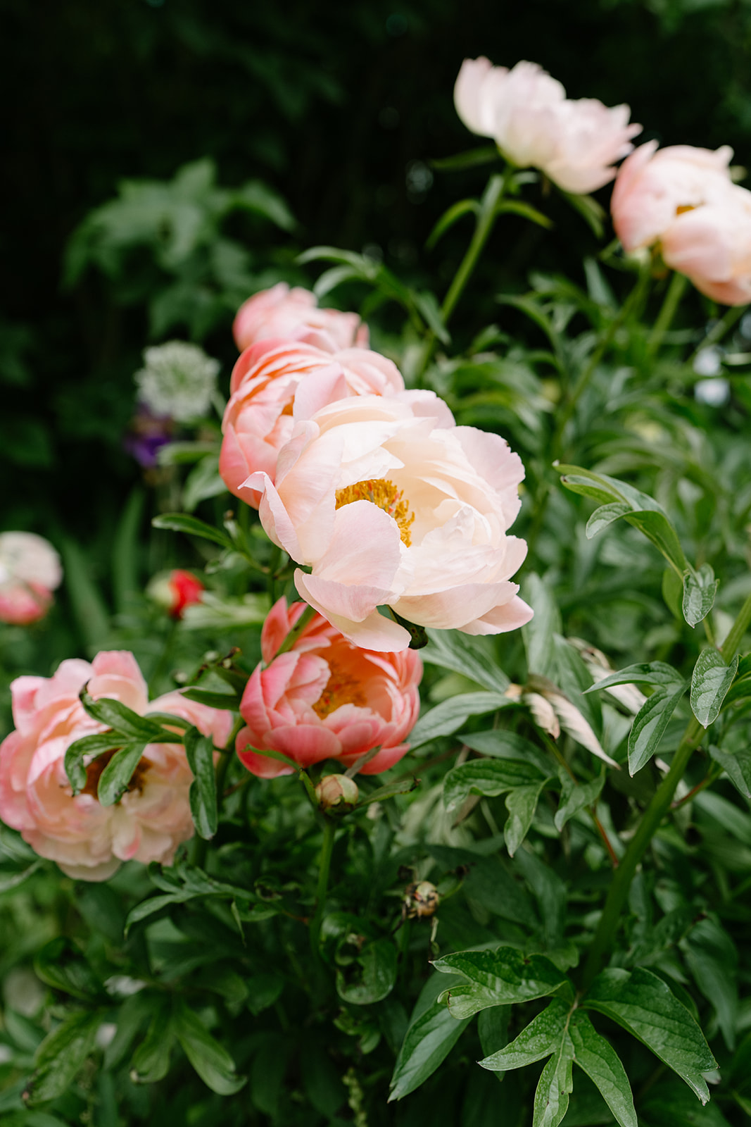 The Roche Harbor Resort garden ceremony space set up for an intimate outdoor wedding on San Juan Island, Washington. Pink peonies in bloom and guests gathering under the summer sky.